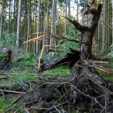 Le National a refusé d'allouer 100 millions de plus à la protection des forêts (archives) KEYSTONE/DPA/STEFAN PUCHNER